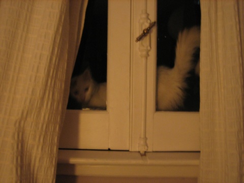 We learned to keep our window shut after making friends with this very persistent cat.