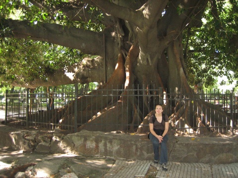 Rebecca was impressed with this very special tree.