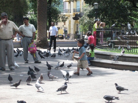 They love their pigeons.
