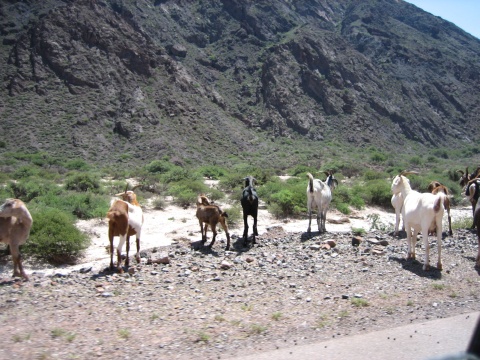 Roadside goats - a common sight in the countryside.