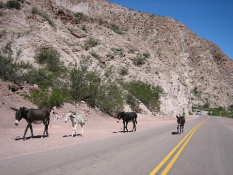 Roadside burros.