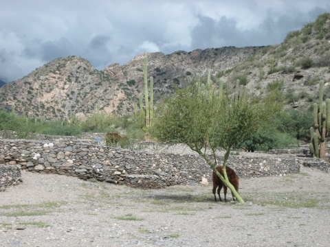 Quilmes with llama.  Quilmes was home to a pre-Inca civilization.