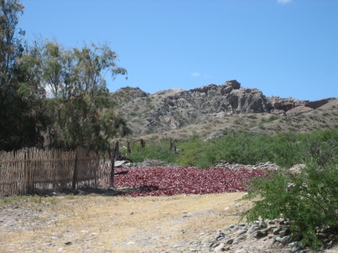 Drying chili peppers.