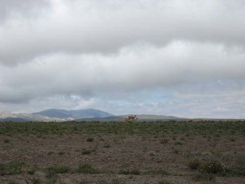Vicu&ntilde;as.