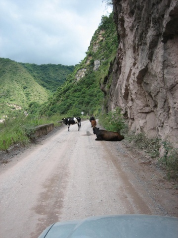 Not many folks drive this road, it appears.