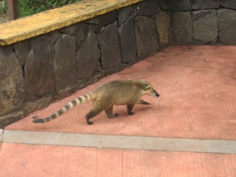 One of many coati that crossed our path on the walk to the falls.