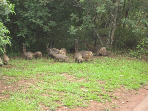 Some of the other coati.